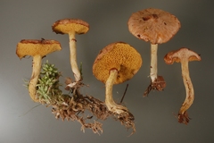 Suillus flavidus