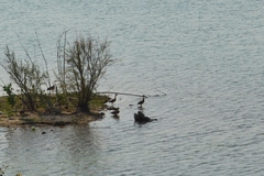Dendrocygna viduata