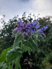 Borago