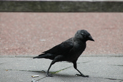 Corvus monedula