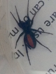 Castianeira descripta