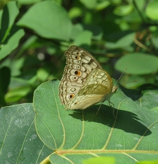 Junonia atlites