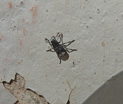 Tropideres albirostris