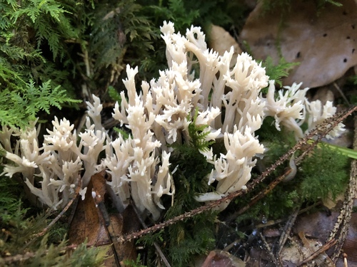 White Coral Fungus (Clavulina coralloides)
