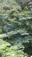 Calliandra houstoniana calothyrsus