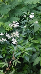 Austroeupatorium inulifolium