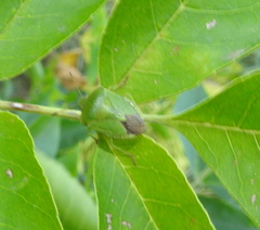 Palomena viridissima