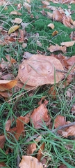 Paxillus involutus