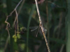 Chalcolestes viridis