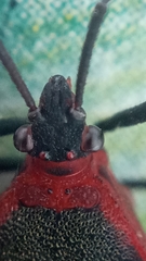 Leptoscelis tricolor