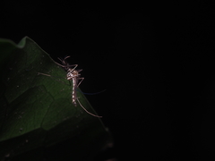 Armigeres subalbatus