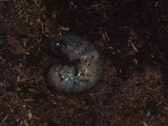 Xylotrupes gideon gideon
