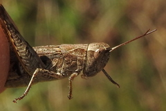 Chorthippus macrocerus