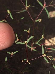 Euphorbia gracillima