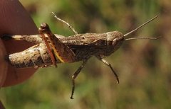 Chorthippus macrocerus