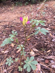 Lupinus stiversii