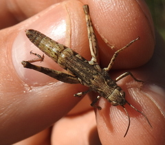 Chorthippus macrocerus