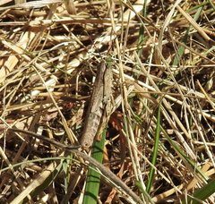 Chorthippus macrocerus