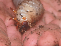 Xylotrupes gideon gideon