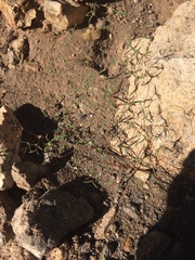 Euphorbia gracillima