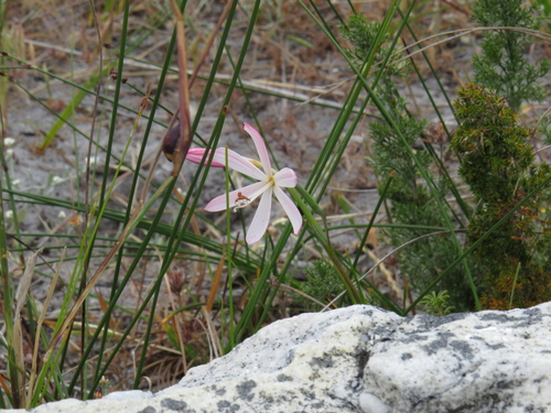 Geissorhiza bonae-spei