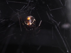 Parasteatoda merapiensis