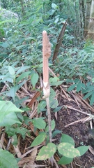 Amorphophallus variabilis