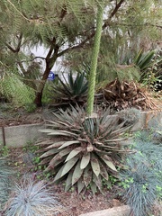 Agave obscura