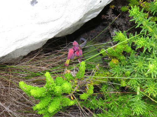 Lachenalia luteola