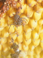 Cebrenninus