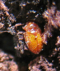 Symbiotes gibberosus