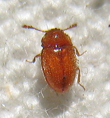 Symbiotes gibberosus