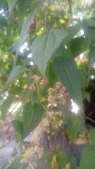 Chromolaena collina