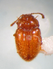 Symbiotes gibberosus