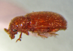 Symbiotes gibberosus