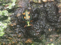 Pericalus