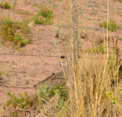 Nothoprocta cinerascens