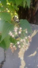 Chromolaena collina