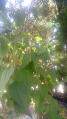 Chromolaena collina