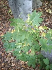 Acer platanoides
