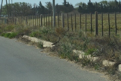 Nothoprocta cinerascens