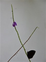 Elymnias hypermnestra beatrice