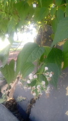 Chromolaena collina