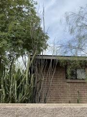 Fouquieria splendens
