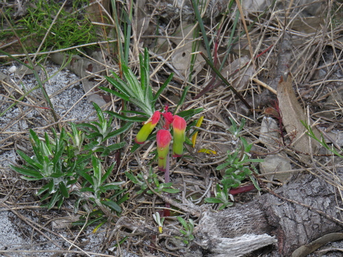 Image of Lachenalia luteola by (c) Jeremy Gilmore, some rights reserved (CC BY)
