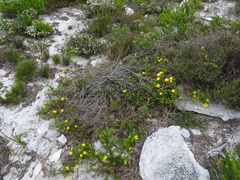 Cullumia setosa setosa