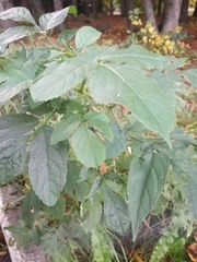 Sambucus nigra