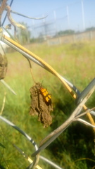 Oncopeltus spectabilis