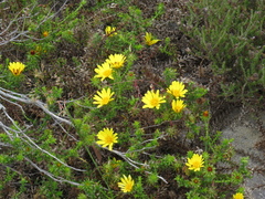 Cullumia setosa setosa
