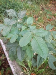 Sambucus nigra